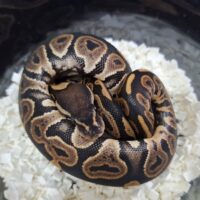 ボールパイソン（ブラックパステルhetクラウン66het VPIアザン）26CB メス