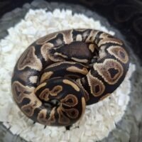 ボールパイソン（ブラックパステルhetクラウン66het VPIアザン）26CB メス