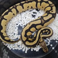 ボールパイソン（ファイアフライhetトライストライプ）約400g メス