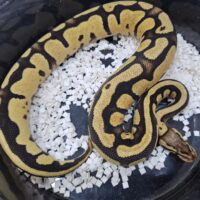 ボールパイソン（ファイアフライhetトライストライプ）約400g メス