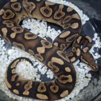 ボールパイソン（ブラックパステルYB Dhetクラウン、デザートゴースト）約400g オス