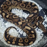 ボールパイソン（ブラックパステルYB Dhetクラウン、デザートゴースト）約400g オス