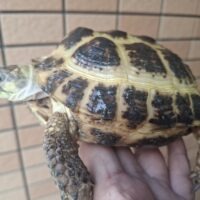 ロシアリクガメ(甲長約13,5cm)メス