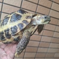 ロシアリクガメ(甲長約13,5cm)メス