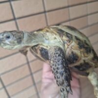 ロシアリクガメ(甲長約11,5cm)オス