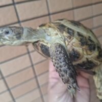 ロシアリクガメ(甲長約11,5cm)オス