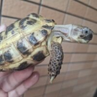 ロシアリクガメ(甲長約9cm)メス