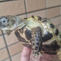 ロシアリクガメ(甲長約9cm)メス