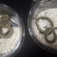 マレースジオ(26CB)オス