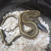 マレースジオ(26CB)オス