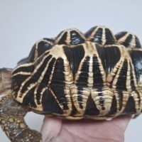ビルマホシガメ（甲長約24cm）（登録番号200-004184号/2030年7月30日まで ）オス