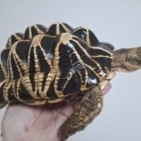 ビルマホシガメ（甲長約24cm）（登録番号200-004184号/2030年7月30日まで ）オス