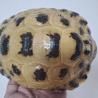 ロシアリクガメ（甲長約15cm）オス