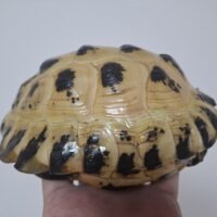 ロシアリクガメ（甲長約15cm）オス