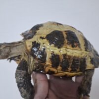 ロシアリクガメ（甲長約15cm）メス