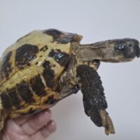 ロシアリクガメ（甲長約15cm）メス