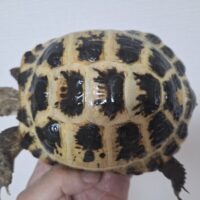 ロシアリクガメ（甲長約13cm）メス