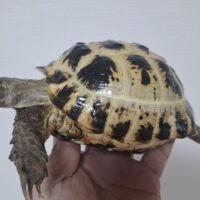 ロシアリクガメ（甲長約13cm）メス