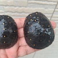 キボシイシガメ（甲長約6～6,5cm）