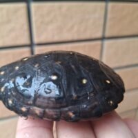 キボシイシガメ（甲長約6～6,5cm）