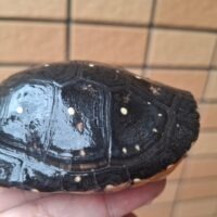 キボシイシガメ（甲長約9～9,5cm）アダルトペア