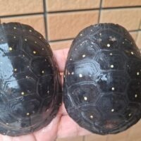 キボシイシガメ（甲長約9～9,5cm）アダルトペア