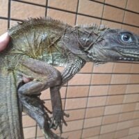 ハルマヘラホカケトカゲ（全長約70cm）オス