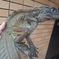 ハルマヘラホカケトカゲ（全長約70cm）オス