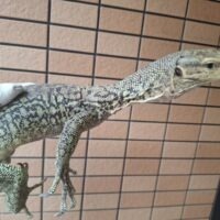イエローヘッドモニター(ハイイエロー)約90cm
