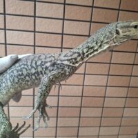イエローヘッドモニター(ハイイエロー)約90cm