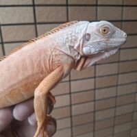アルビノレッドイグアナ(全長約70cm)