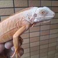 アルビノレッドイグアナ(全長約70cm)