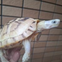 パイドリューシミナミイシガメ（甲長約12cm）