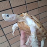 パイドリューシミナミイシガメ（甲長約12cm）