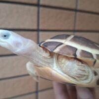 パイドミナミイシガメ（甲長約11,5cm）