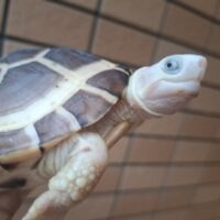 パイドミナミイシガメ（甲長約11,5cm）