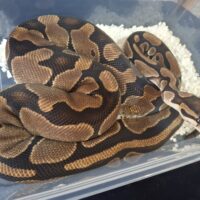 ボールパイソン（hetパイ）約2kg メス