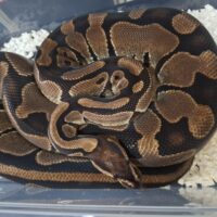 ボールパイソン（hetパイ）約2kg メス