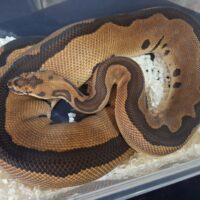 ボールパイソン(レオパードクラウン)約2,5kg メス