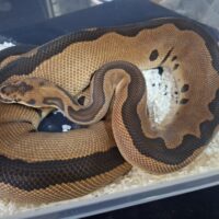 ボールパイソン(レオパードクラウン)約2,5kg メス
