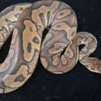 ボールパイソン（エンチハリケーンクラウン）約１kg オス（オージー/ozzy個体）脱皮前