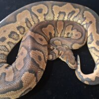 ボールパイソン（エンチハリケーンクラウン）約１kg オス（オージー/ozzy個体）脱皮前