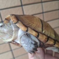 ハーレラドロガメ（甲長約13cm）CB　オス