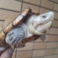 ハーレラドロガメ（甲長約13cm）CB　オス