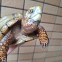 メキシコハコガメ（オスCB約14cm、メスWC約16cm）ペア