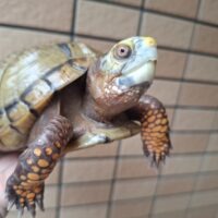 メキシコハコガメ（オスCB約14cm、メスWC約16cm）ペア