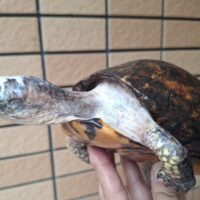ユカタンハコガメ（約15cm）WCペア