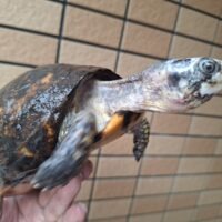 ユカタンハコガメ（約15cm）WCペア