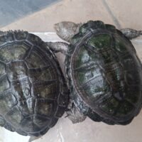 クロハラヘビクビガメ（甲長約13cm）ペア