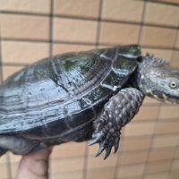 クロハラヘビクビガメ（甲長約13cm）ペア